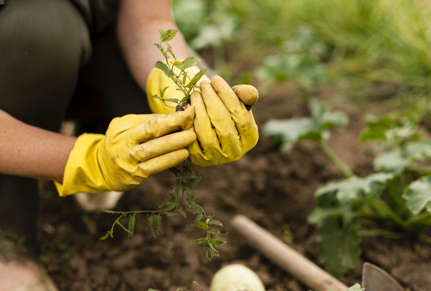 Quer fazer uma horta em casa?